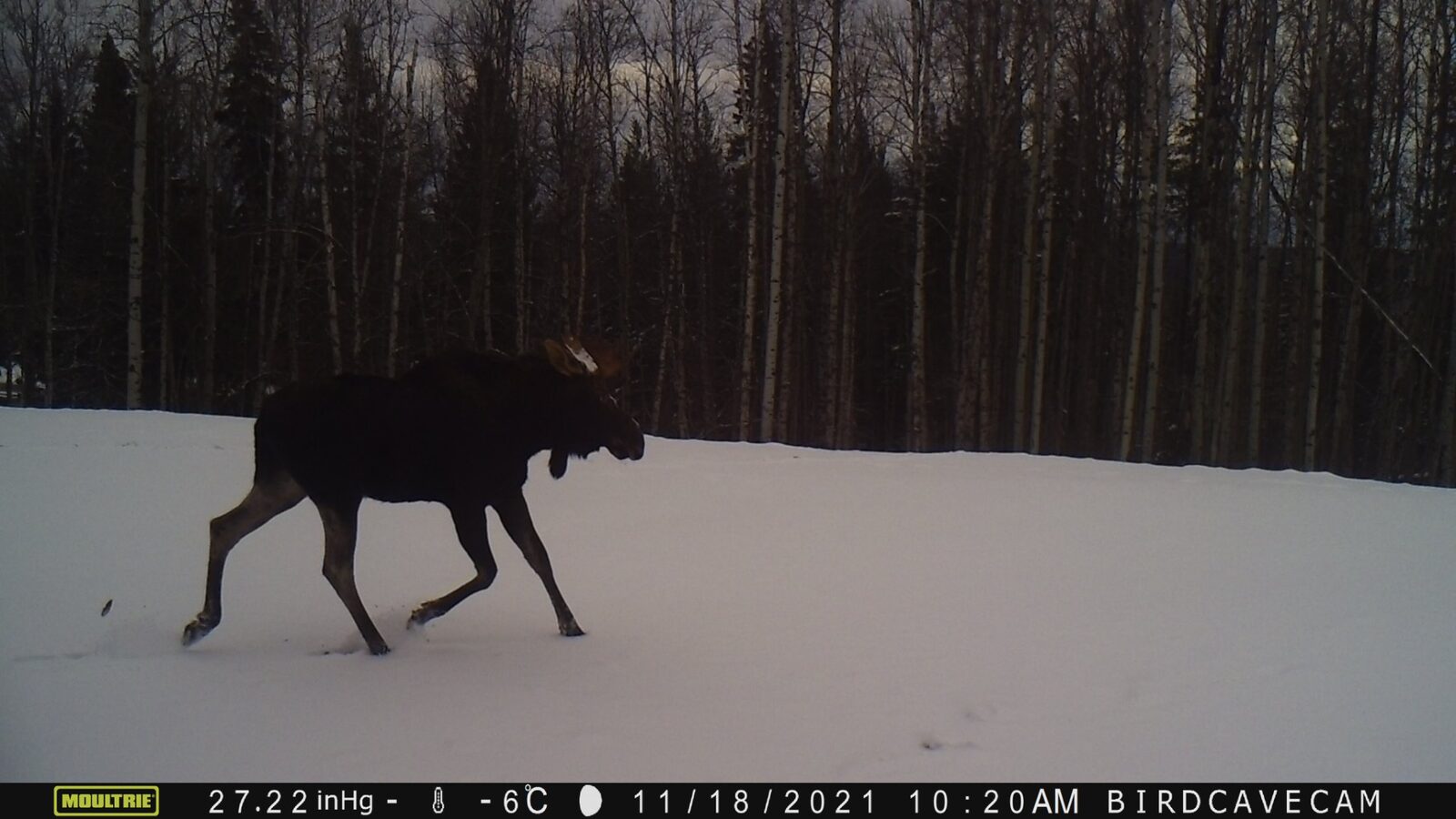 巨大到令人敬畏的 moose (抖抖抖),已經可以列為我目前最不想在野外遇到的大型哺乳動物了。